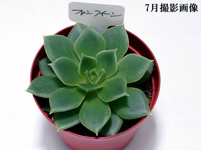 多肉植物 【ファンクイーン】【インテリア ミニグリーン観葉 】 多ファンクイーン肉 植物 販売 5個セット・10個セットと同時ご購入でお得送料無料 【送料無料】まとめ買いがお得 多肉 ミニ観葉…