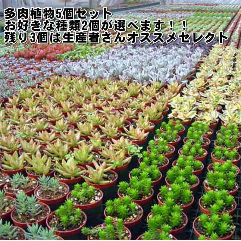 楽天市場】多肉植物 星美人の通販 楽天市場】多肉植物 星美人の通販