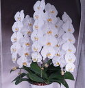 九州産新鮮高品質【大輪系】胡蝶蘭3本立ち! 長持ちします ラッピング豪華 陶器鉢 花34輪〜品質保証 花の大きさ・花並び・花肉厚・株良し 職人が育てた高級胡蝶蘭...
