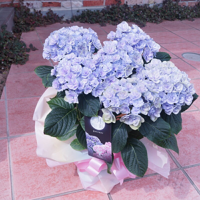 毎年咲く 花鉢 あじさい 月影ブルー 新品種 紫陽花 珍しい 紫陽花 母の日 プレゼント 花 ギフト 花鉢 鉢花 新品種 5.8号鉢 ほぼ 6号鉢 有名産地（福岡県生産者のみ作ることができる紫陽花）長く楽しめるアジサイ 花 あじさい限定 カ ひと回り大きい鉢 ガーデニング 新 品種