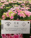 2024年【母の日】新品種 紫陽花 珍しい 花鉢 母の日 アジサイ 月虹ピンク 品種 アジサイ 5.8号鉢 ほぼ 6号鉢 有名産地（福岡県生産者のみ作ることができる紫陽花）長く楽しめる アジサイ あじさい 鉢植え 珍しい花 花鉢 アジサイ 新 品種 花 限定 ひと回り大きい鉢 紫陽花