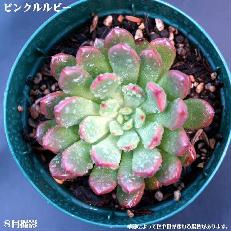 楽天市場】多肉 植物 ピンク ルビーの通販 楽天市場】多肉 植物 ピンク ルビーの通販