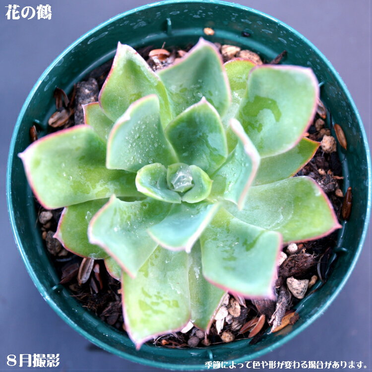 多肉植物【花の鶴】エケベリア【インテリア　ミニグリーン観葉 】(多肉　植物　販売)多肉植物 多肉 観葉植物 インテリアグリーン 寄せ植えに 観葉植物 多肉植物 7.5cmポット10個セットと同時ご購入でお得送料無料 多肉 ミニ観葉　卓上　ミニサイズ　タニクショクブツ