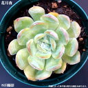 多肉植物【花月夜】エケベリア属【インテリア ミニグリーン観葉 】(多肉 植物 販売)多肉植物 多肉 観葉植物 インテリアグリーン 寄せ植えに 観葉植物 多肉植物...