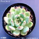 多肉植物【Forber】エケベリア属フォーエバー 【インテリア　ミニグリーン観葉 】7.5cmポット10個セットと同時ご購入でお得送料無料　ミニ観葉　観葉　多肉　ミニタニクショクブツ　エケベリア　観葉植物　多肉植物　観葉　多肉