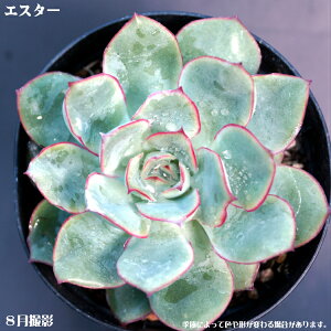 多肉植物【エスター】エケベリア【インテリア　ミニグリーン観葉 】7.5cmポッ ト10個セットと同時ご購入でお得送料無料 ミニ観葉植物　ミニ観葉 多肉 ミニ　タニクショクブツ　エケベリア属　多肉植物　観葉植物　多肉