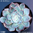 多肉植物エケベリア7.5cmポット10個セットと同時ご購入でお得送料無料　寄せ植えに ミニ おしゃれ 苗　観葉植物　卓上　小さい　ミニサイズ　植物　室内に緑を　タニクショクブツ