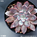 多肉植物【ルル】エケベリア属【インテリア ミニグリーン観葉 】7.5cmポット10個セットと同時ご購入でお得送料無料 ミニ観葉 多肉 ミニ タニクショクブツ エ...