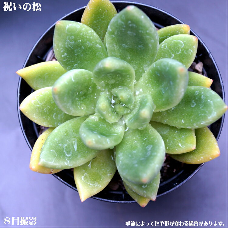 ミニ観葉植物 多肉植物【イワイノマツ】エケベリア【インテリア　ミニグリーン観葉 】7.5cmポット10個セットと同時ご購入でお得送料無料　ミニ観葉　多肉 寄せ植えに ミニ おしゃれ 苗　観葉植物　卓上　小さい　ミニサイズ　植物　室内に緑を