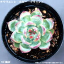 多肉植物エケベリア　エケベリア属　7.5cmポット10個セットと同時ご購入でお得送料無料 ミニ観葉 多肉 ミニ　タニクショクブツ