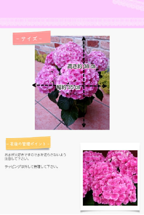 【評価★4.7 信頼の証】アジサイ 筑紫ルビー 八重咲【福岡県生産者のみ作ることができる紫陽花】母の日 プレゼント 花 ギフト 花鉢 鉢花 毎年咲く 5.8号鉢 ほぼ 6号鉢 長く楽しめるアジサイ 鉢植え 珍しい花 お花 紫陽花 限定 カーネーションより人気 ちくしるびー2026年