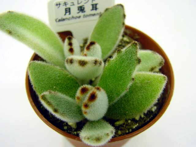 ミニ観葉植物 多肉植物【月兎児】(多肉　植物　販売)ツキトジ 月兎耳　ウサギの耳 多肉 観葉植物 インテリアグリーン 寄せ植えに 5個セット・10個セットと同時ご購入でお得送料無料 【送料無料】まとめ買いがお得　ミニ観葉 寄せ植えに ミニ おしゃれ 観葉植物　卓上　小さい　ミニサイズ