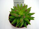 多肉植物 モルガニューム【インテリア ミニグリーン観葉 】(多肉 植物 販売) モルガニアナム インテリアグリーン 寄せ植えに 観葉植物 セダム 7.5cmポッ...
