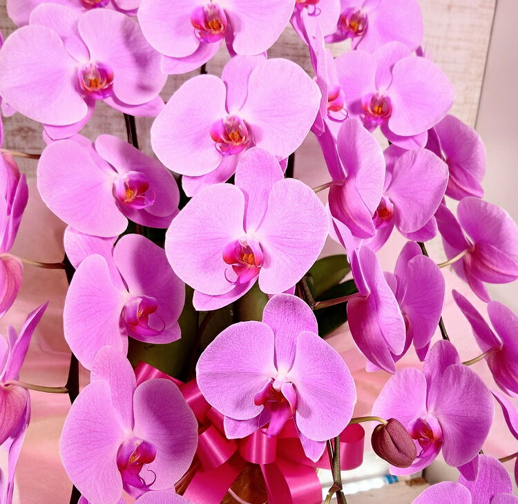 �ץ�ߥ������ظ�ĳ��3��Ω��������åԥ�/�ڻ�̾��̵�� 3��Ω�����ԥ󥯥��祦���ȭ ��������ס��֤��ؤ��礭�����ԥ󥯸�ĳ�����ԥ󥯿��θ�ĳ��