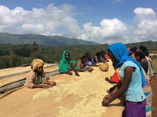 エチオピア｜イルガチェフェG1 ウォッシュト｜バンコ・グティティ｜エンプレス【500g】｜USDAオーガニック、フェアトレード認証　【生豆】【500g】