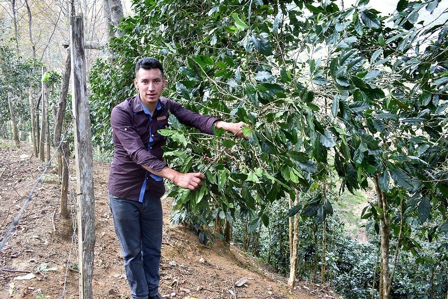 【ホンジュラス　Mr．T　100g】デセオ農園　ブルボン100％『中・浅煎り』【焙煎豆】アントニオ・ラミレス／コーヒー豆／コーヒー焙煎豆／焼きたてコーヒー／スペシャルティコーヒー／ホンジュラスコーヒー