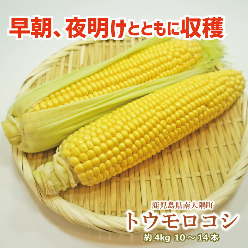 【最大糖度20度】トウモロコシ 夜明けと共に収穫 生でも食べられる 鹿児島県南大隅産 4kg 10〜14本 早朝採れ ゴールドラッシュ 期間限定 収穫数が少ないため数量限定 トウモロコシ コーン 高糖度 フルーツ 果物 野菜