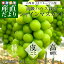 送料無料 山梨県より産地直送 JAフルーツ山梨 シャインマスカット 秀品 大房2房入り化粧箱 (約600g×2房) 産直だより