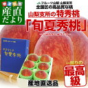 送料無料 山梨県より産地直送 JAフルーツ山梨・山梨支所 特...