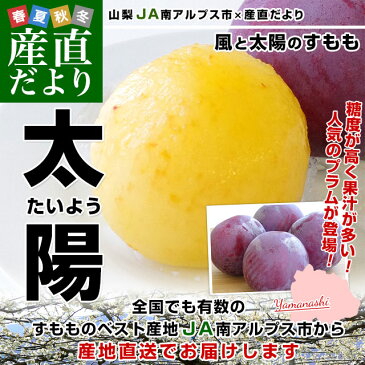 送料無料　山梨県より産地直送 JA南アルプス市　風と太陽のすもも「太陽」約1.5キロ（10玉から13玉）プラム　ぷらむ　李　スモモ