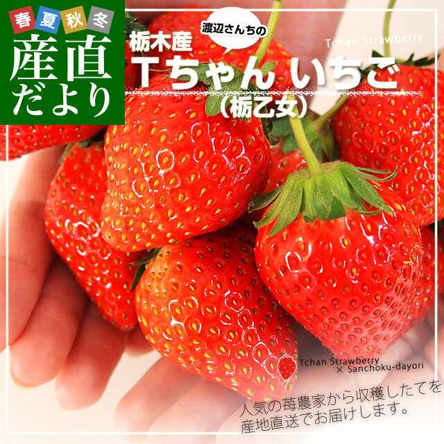 栃木県より産地直送 渡辺さんちのTちゃんいちご(栃乙女) 350g以上×2パック 3Lサイズ(9から15粒×2P） 苺 イチゴ ストロベリー 送料無料 ※クール便発送
