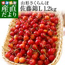 送料無料 山形県より産地直送 厳選農家の さくらんぼ佐藤錦 ...