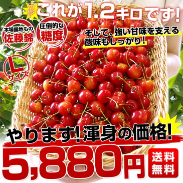 山形県より産地直送 厳選農家の さくらんぼ佐藤錦 秀品 Lサイズ 超盛 1.2キロ (約300g×4P入) 送料無料 ※クール便発送