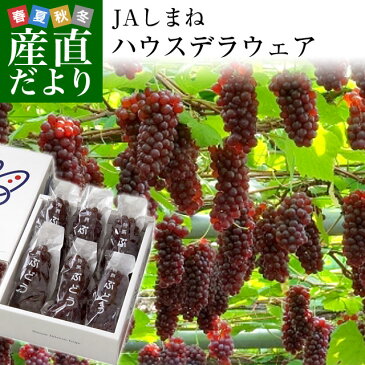 島根県より産地直送 JAしまね ハウスデラウェア 赤秀 Lから2Lサイズ (6房から7房) 1キロ化粧箱入り