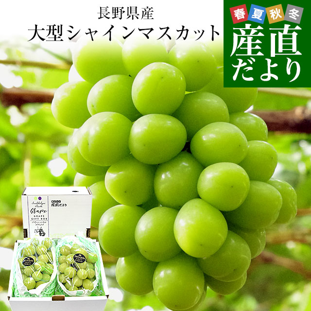 長野県産 大房シャインマスカット 秀品 1.2キロ（大房2房）送料無料 ぶどう ブドウ 種なしぶどう クール便発送