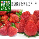 大人気いちご2箱セット (栃木県産スカイベリー600gと福岡県産あまおう540g)送料無料イチゴ 苺 大田市場発送