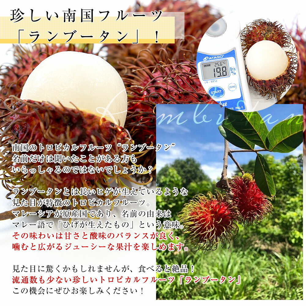 爽やかな甘さと酸味 南国のトロピカルフルーツ ランブータン メキシコから直輸入 ランブータン 約1キロ 送料無料 クール便 トロピカルフルーツ もらって嬉しい出産祝い