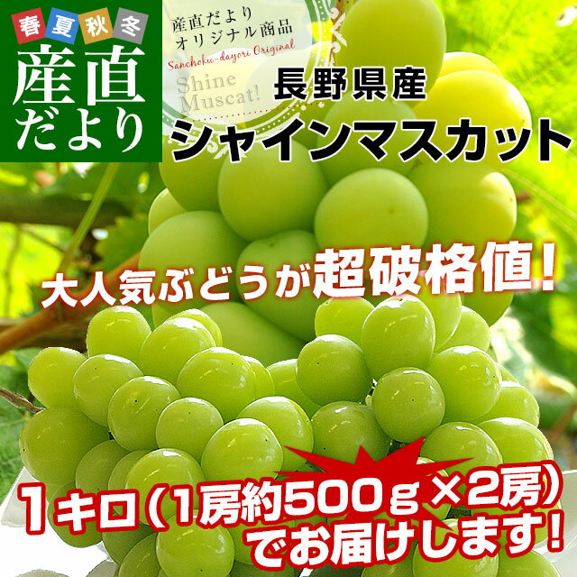 長野県産 シャインマスカット　約1キロ（2房）送料無料 ぶどう ブドウ 種なしぶどう 市場発送 2