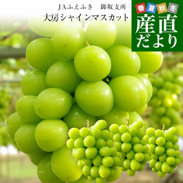 山梨県産 JAふえふき 御坂支所 シャインマスカット 大房限定 青秀品 約1.8キロ（3房入り）送料無料 クール便発送 葡萄 ぶどう お中元 ギフトのサムネイル