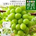 【敬老の日ギフト】山梨県産 JAふえふき 大型シャインマスカット 合計約1.2キロ(2房)送料無料 ぶどう ブドウ 種なしぶどう ギフト 贈り物 メッセージカード付き クール便発送