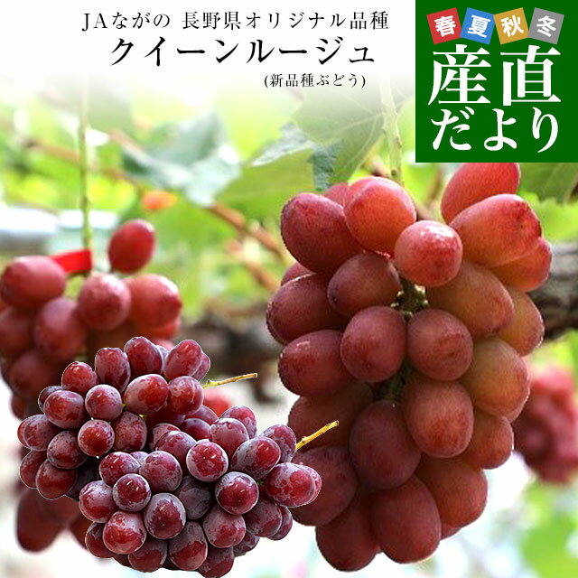 長野県 JAながの 新品種ぶどう クイーンルージュ 約1キロ(2房) 送料無料 ぶどう ブドウ 葡萄 赤ブドウのサムネイル