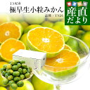 和歌山県 JA紀南 「紀南の極早生小粒みかん」品種:YN26 3Sサイズ 約3キロ(50玉前後入り) 送料無料 小玉みかん 極早生みかん 蜜柑 ミカン