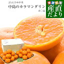 愛媛県産 JAえひめ中央 中島のカラマンダリン ご家庭用 青○品 約2.4キロ(1.2キロ×2)LからSサイズ (合計16玉から30玉) 送料無料 極上みかん ...