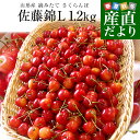 山形県より産地直送 さくらんぼ佐