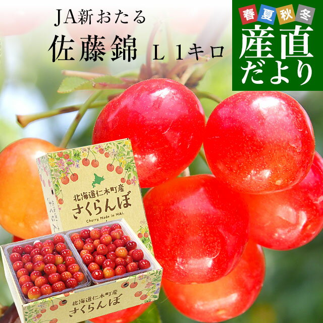 さくらんぼ 北海道から産地直送 JA新おたる 仁木町のさくらんぼ（佐藤錦） 秀品 Lサイズ 1キロ（500g×2パック入） サクランボ 送料無料※クール便