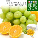 長野県 「シャインマスカット」 1房(約500g)&熊本県 JA熊本果実連 ブランドみかん「肥のさきがけ」Sサイズ 約1.5キロ セット 送料無料 ぶどう みかん