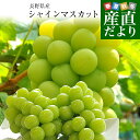 【ダイヤモンド・プラチナ会員限定クーポン配布中】長野県産 シャインマスカット 約1キロ(2房)送料無料 ぶどう ブドウ 種なしぶどう
