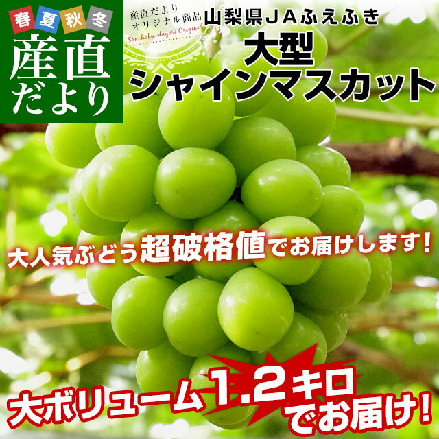 【ダイヤモンド・プラチナ会員限定クーポン配布中】山梨県産　JAふえふき 大型シャインマスカット 約1.2キロ（2房）送料無料 ぶどう ブドウ 種なしぶどう クール便発送 お中元 ギフト 2