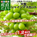 山梨県産　JAふえふき 大型シャインマスカット 約1.2キロ（2房）送料無料 ぶどう ブドウ 種なしぶどう クール便発送 お中元 ギフト