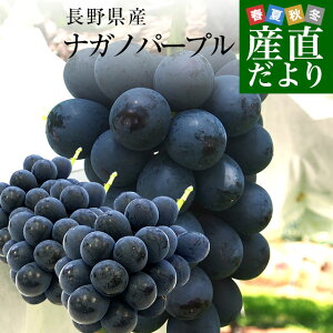 長野県産　ナガノパープル約1.5キロ（3房入り）黒ぶどう　葡萄　ブドウ　ぶどう　送料無料　クール便