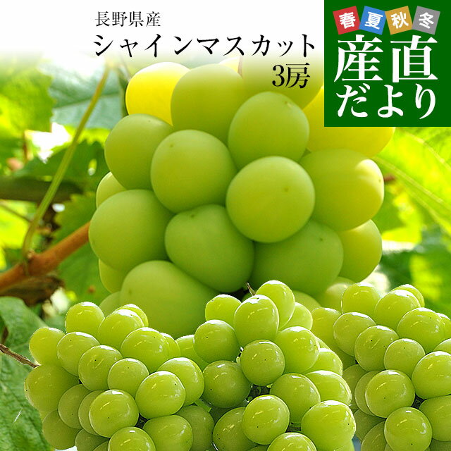 長野県産 シャインマスカット 約1.5キロ 3房 送料無料 ぶどう ブドウ 種なしぶどう クール便発送