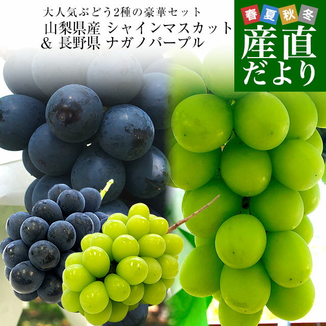 山梨県産 シャインマスカット＆長野県 ナガノパープル 各1房 合計900g以上 送料無料 ぶどう 葡萄 ぶどうセットのサムネイル