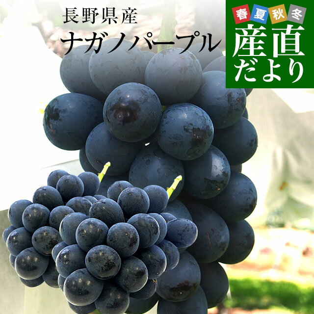 長野県産　ナガノパープル　約1キロ（2房入り）黒ぶどう　葡萄　ブドウ　ぶどう　送料無料　クール便のサムネイル