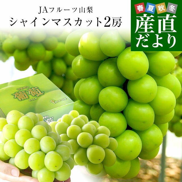 山梨県より産地直送 JAフルーツ山梨 シャインマスカット 秀品 大房2房入り 化粧箱 (約550g×2房) 送料無料 葡萄 ぶどう　お中元　夏ギフトのサムネイル