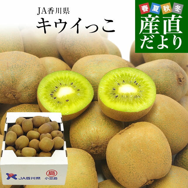 香川県より産地直送 JA香川県 高糖度キウイ さぬきキウイっこ 2キロ　(40玉から80玉前後) 送料無料　キウイフルーツ 讃岐キウイ きういっこ 国産キウイのサムネイル