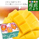 メキシコ産 アップルマンゴー(ケント種)約1.3キロ(3玉入り) 送料無料 クール便 まんごー マンゴー 市場発送